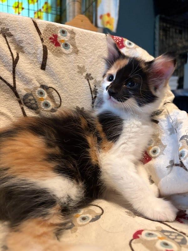 Enlarge Taylor Tomlinson, a Adopted mixed breed in Parkville, MD image 1/3