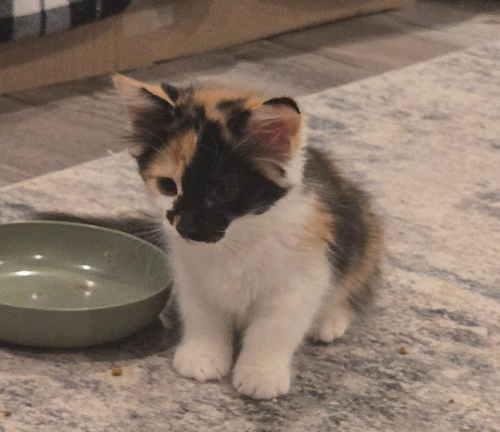 Enlarge Taylor Tomlinson, a Adopted mixed breed in Parkville, MD image 2/3