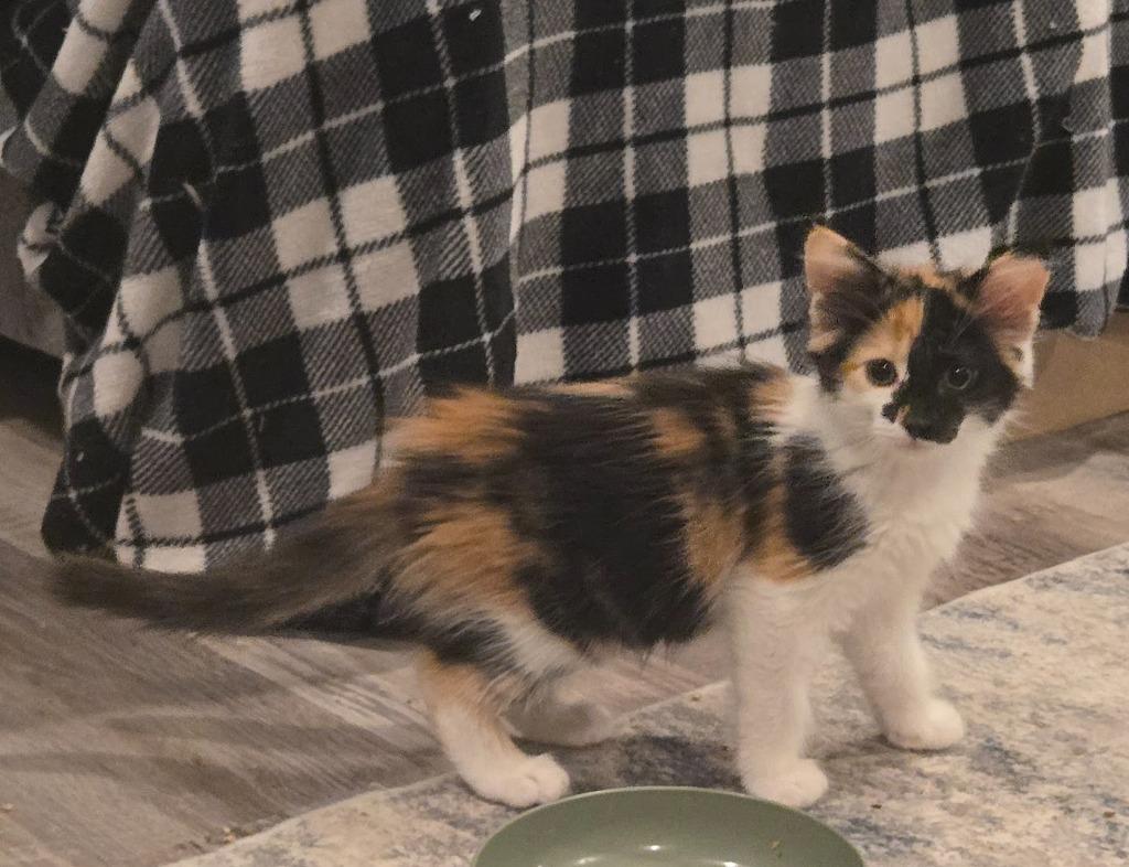 Enlarge Taylor Tomlinson, a Adopted mixed breed in Parkville, MD image 3/3