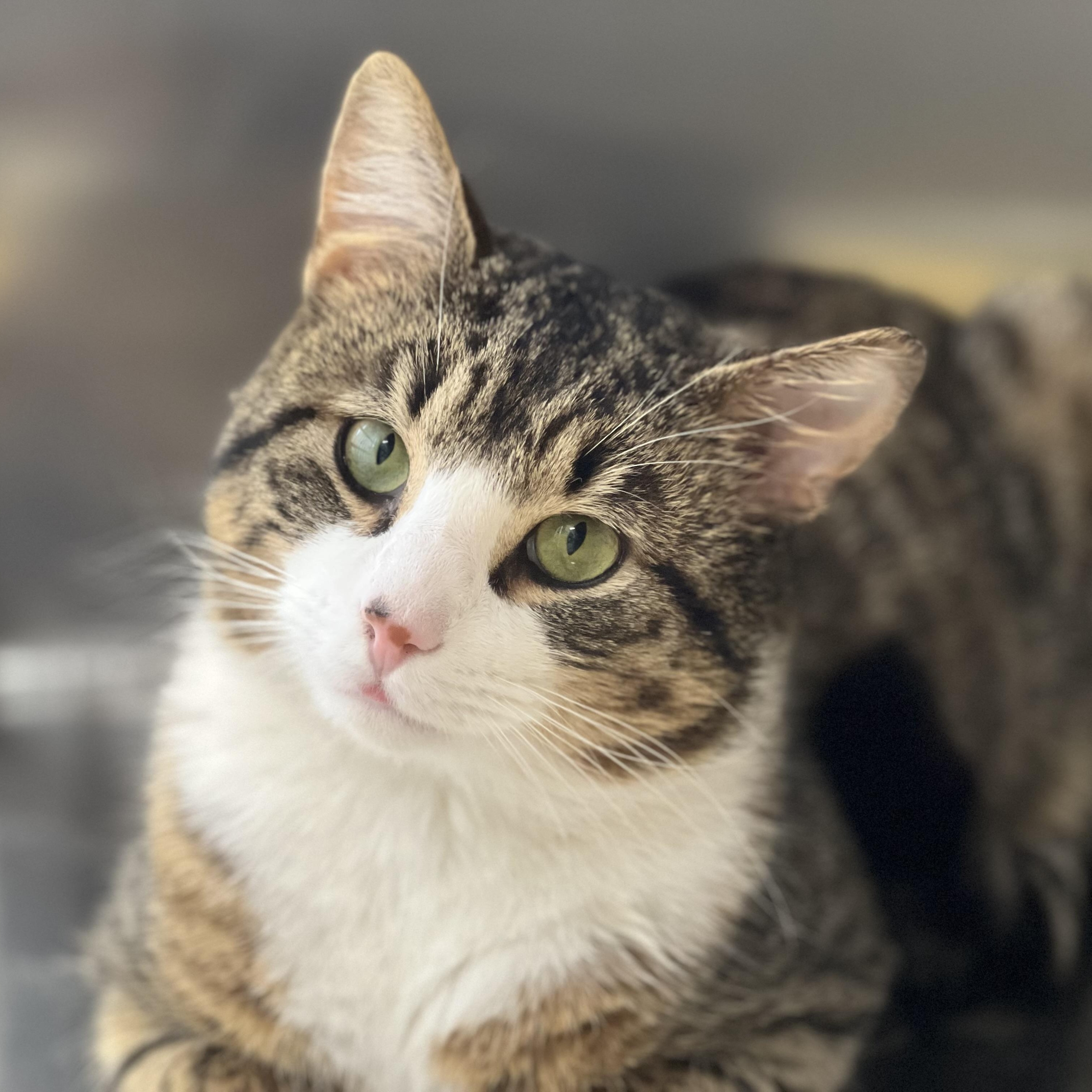 Boots, an adopted Domestic Short Hair in St Stephen, NB image 1/2