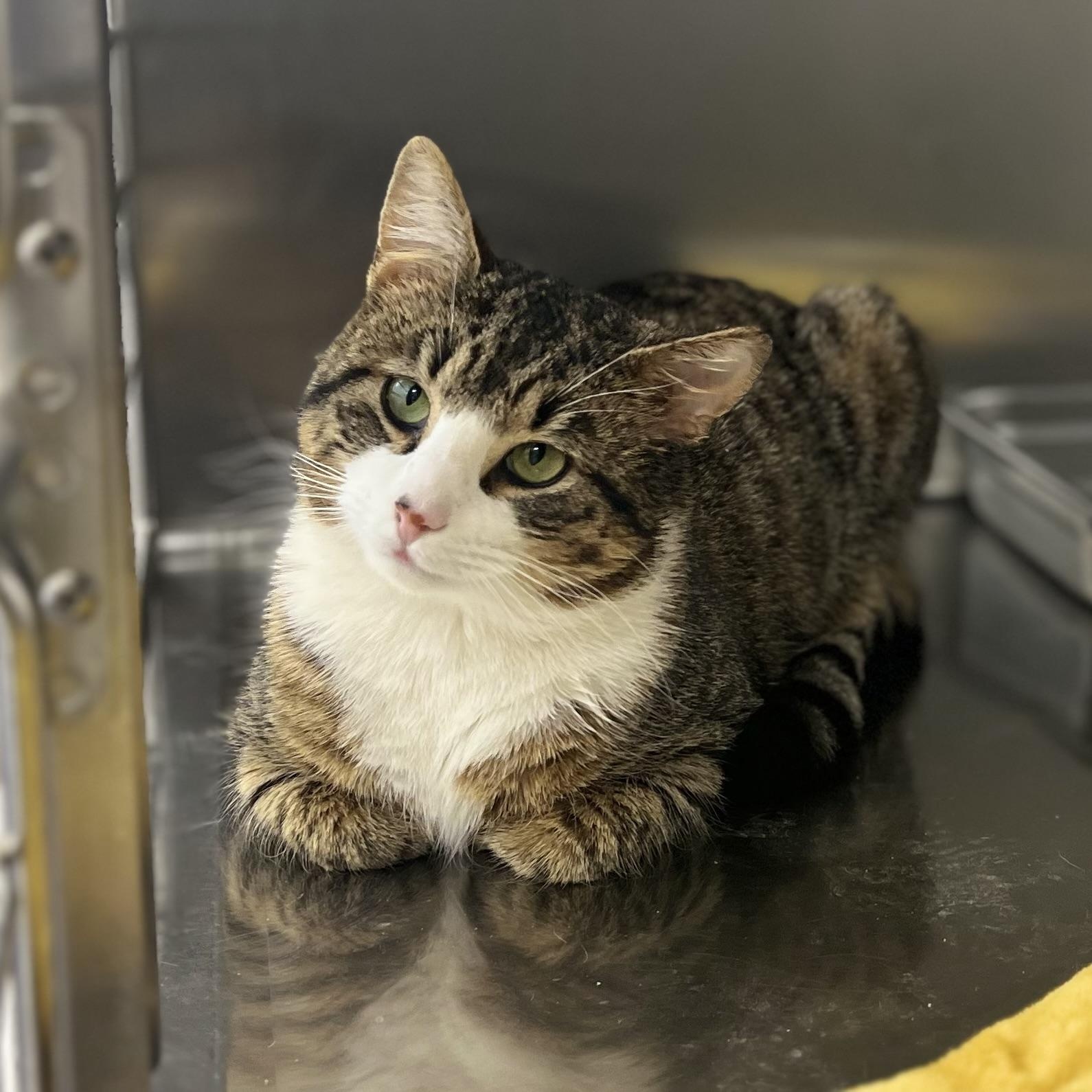 Boots, an adopted Domestic Short Hair in St Stephen, NB image 2/2