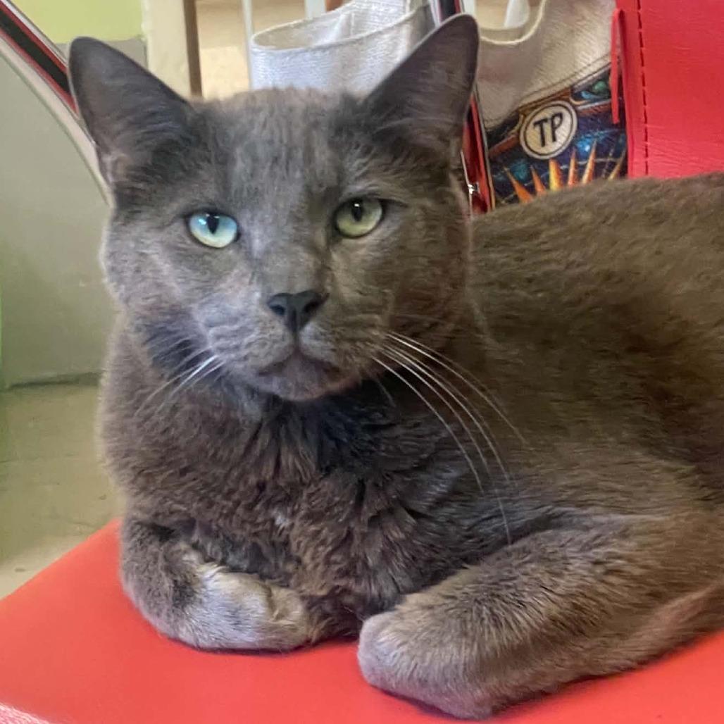 Spencer, Adoptable, Adult Male Domestic Short Hair & Russian Blue.
