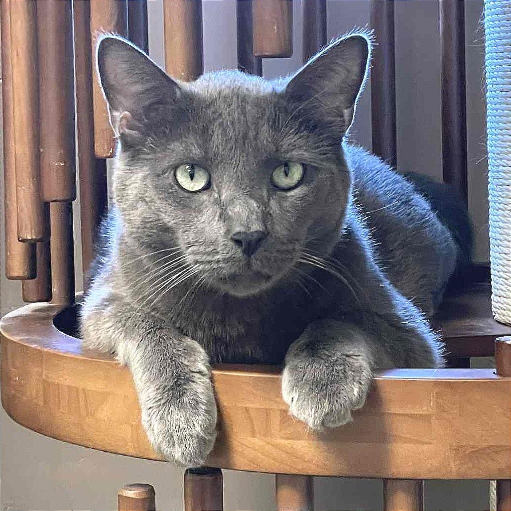 Enlarge Spencer, a Adoptable Domestic Short Hair in St. Helena, CA image 3/6