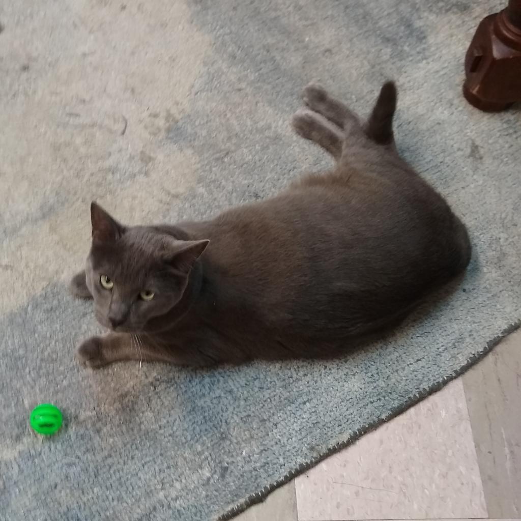 Enlarge Spencer, a Adoptable Domestic Short Hair in St. Helena, CA image 5/6