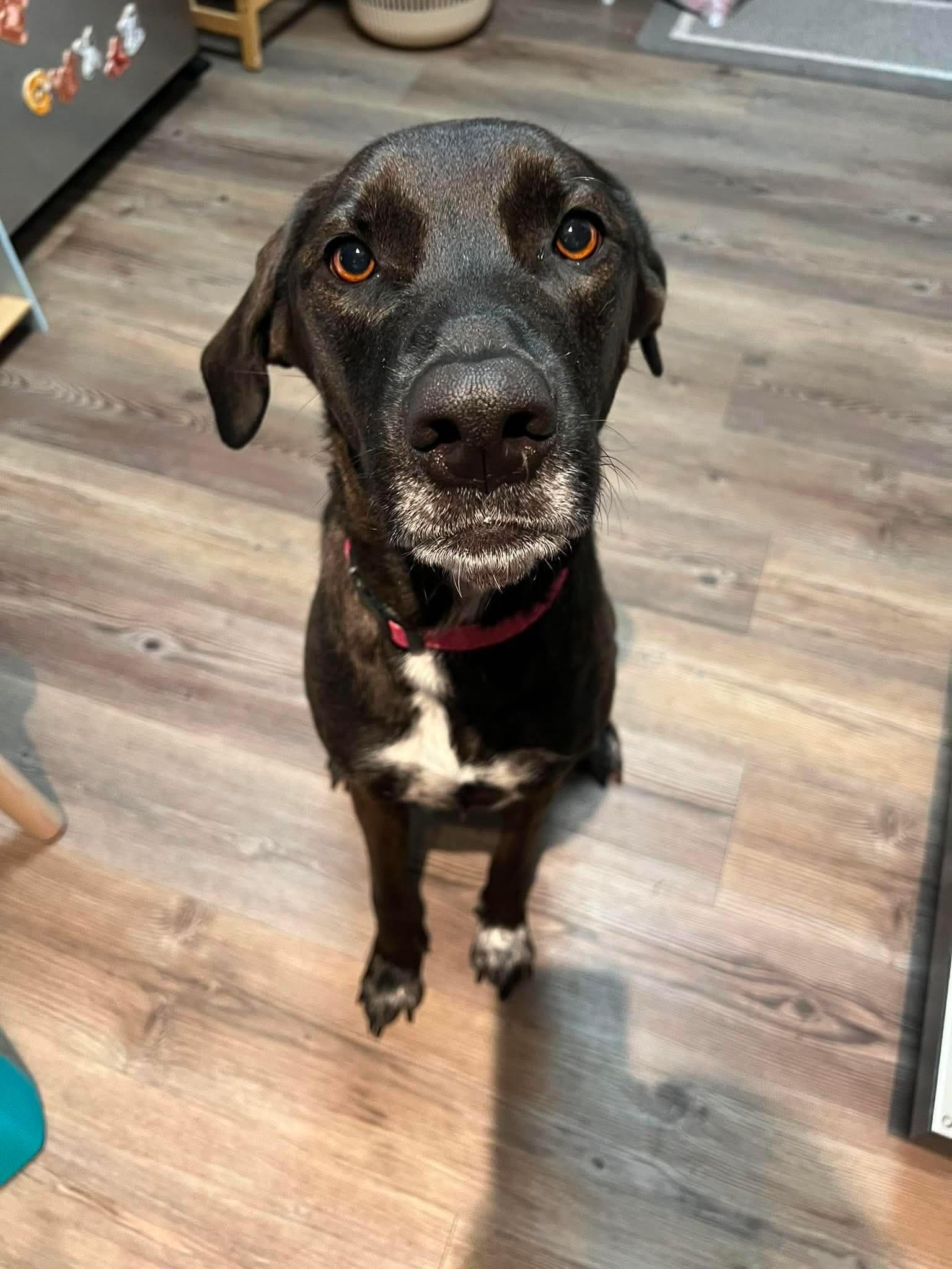 Nova, a ADOPTABLE mixed breed in Virginia Beach, VA image 3/4