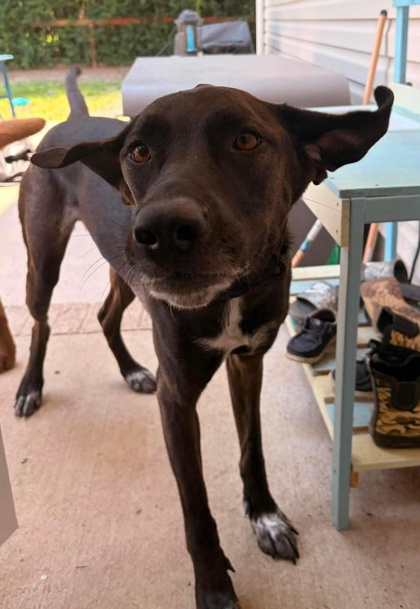Nova, a ADOPTABLE mixed breed in Virginia Beach, VA image 2/4