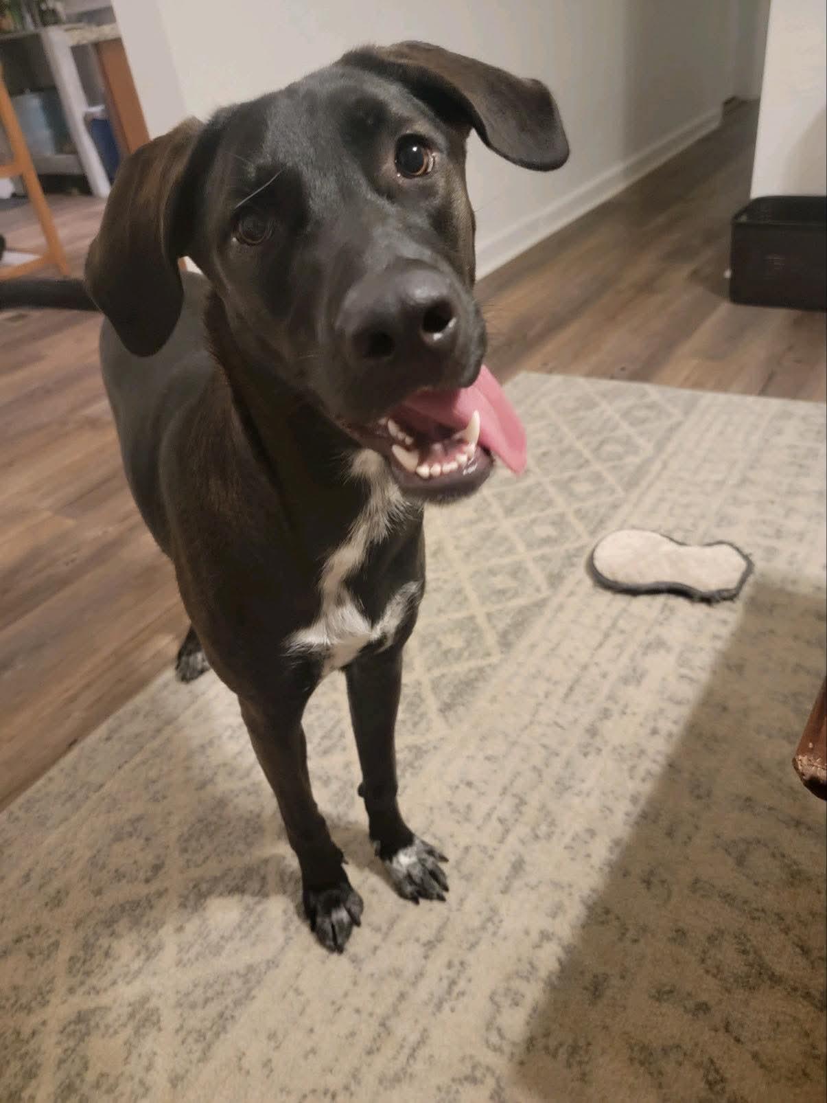 Nova, ADOPTABLE, Adult Female Black Labrador Retriever.
