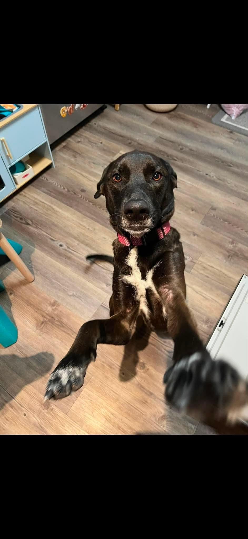 Nova, a ADOPTABLE mixed breed in Virginia Beach, VA image 4/4