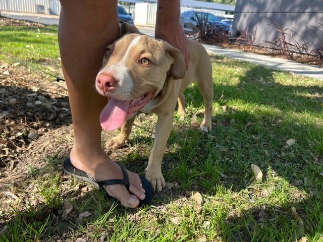 Enlarge Shay, a ADOPTABLE mixed breed in Monrovia , CA image 1/6