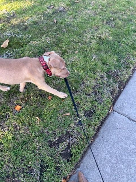 Enlarge Shay, a ADOPTABLE mixed breed in Monrovia , CA image 2/6