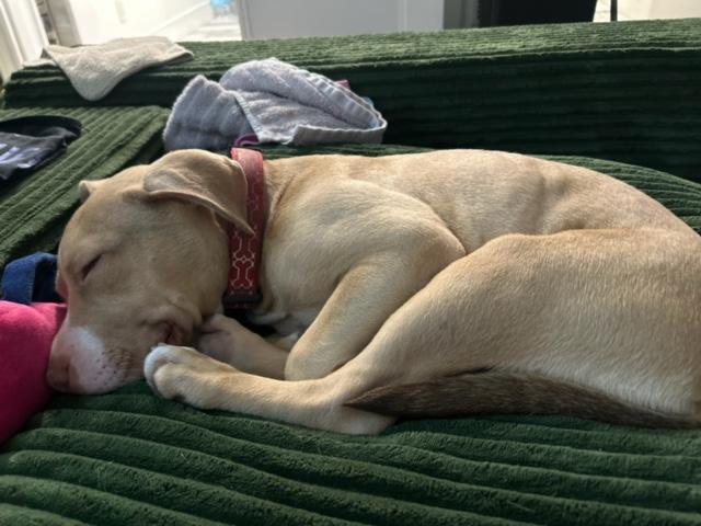 Enlarge Shay, a ADOPTABLE mixed breed in Monrovia , CA image 6/6