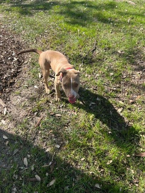 Enlarge Shay, a ADOPTABLE mixed breed in Monrovia , CA image 4/6