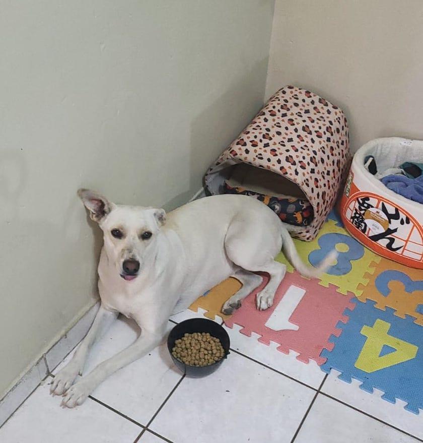 Deysy (2), an adoptable Shepherd in Mexicali, BCN, 21280 | Photo Image 3