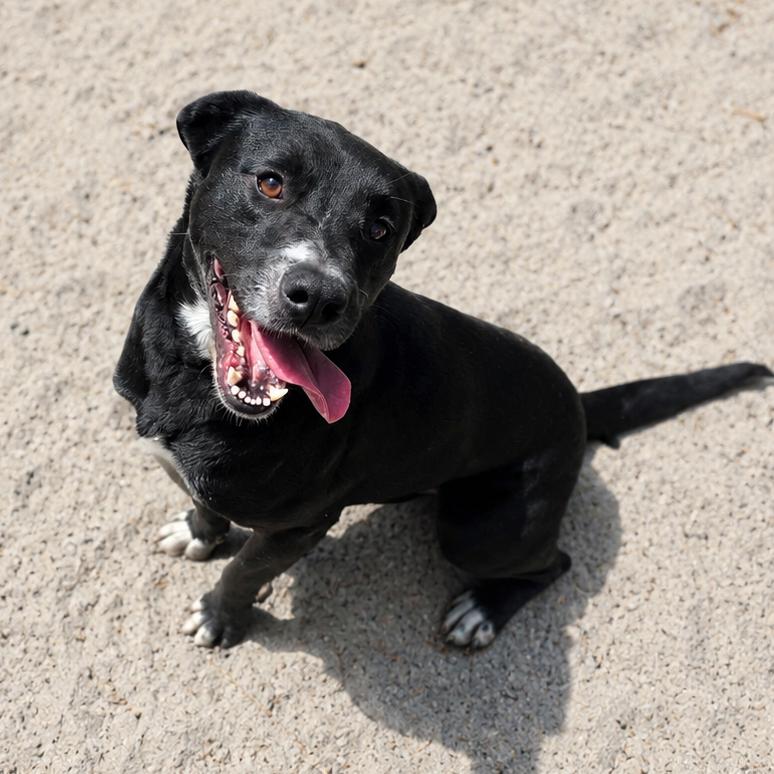 Enlarge Avery, a Adoptable mixed breed in Valdosta , GA image 2/6