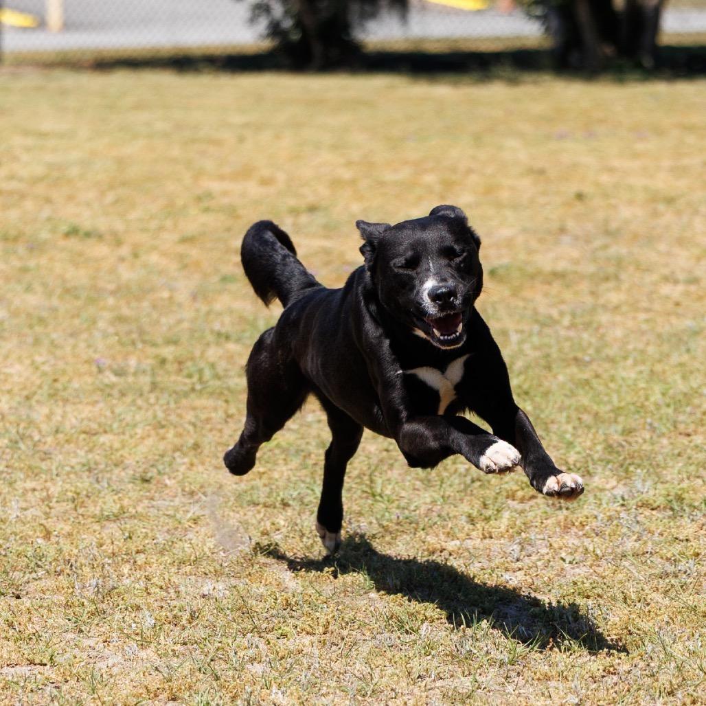 Avery, Adoptable, Adult Male Border Collie & English Bulldog.
