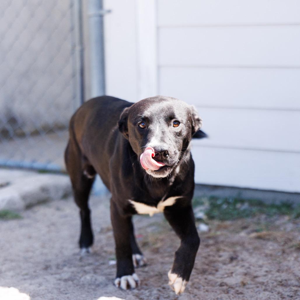 Enlarge Avery, a Adoptable mixed breed in Valdosta , GA image 3/3