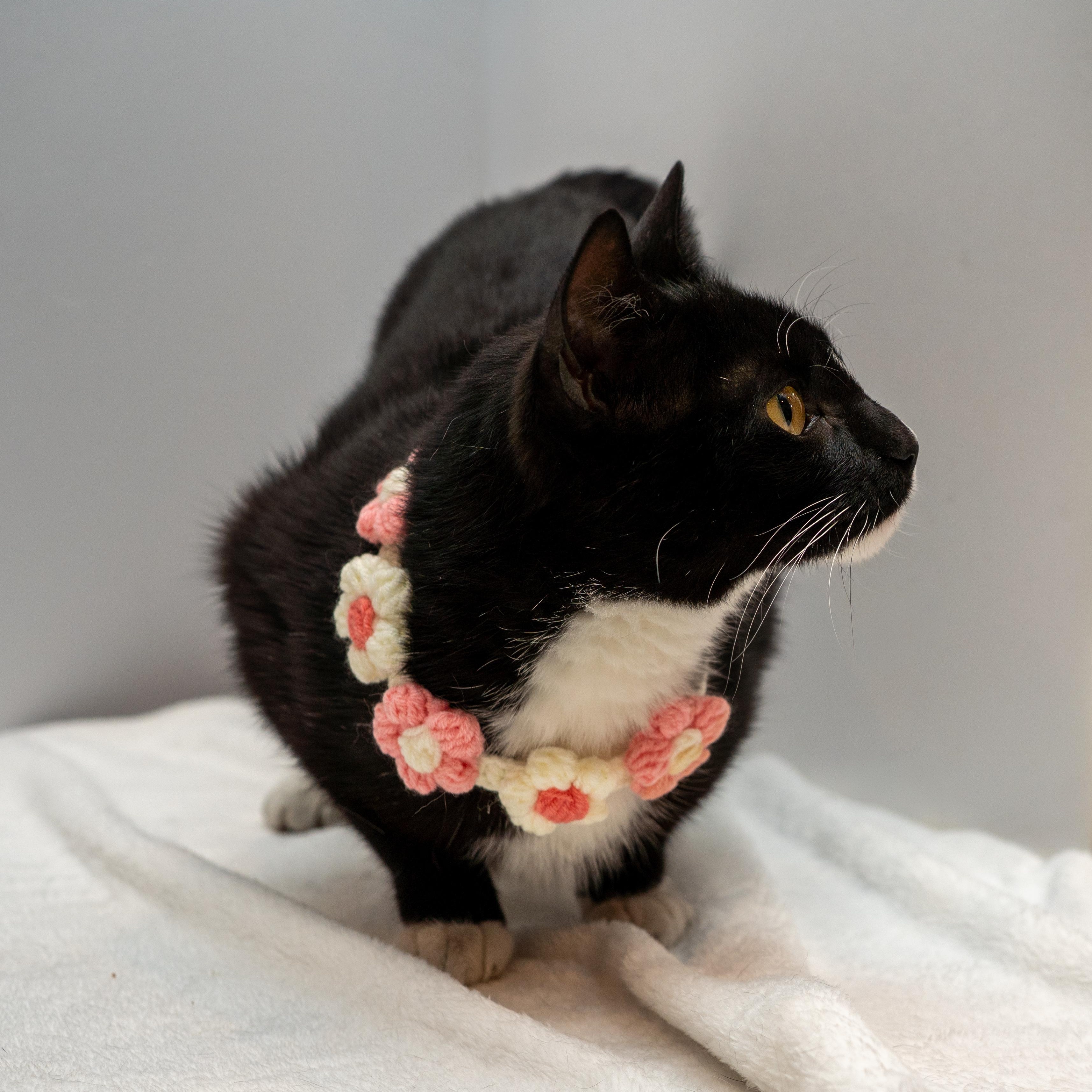 Bella, ADOPTABLE, Young Female Tuxedo.