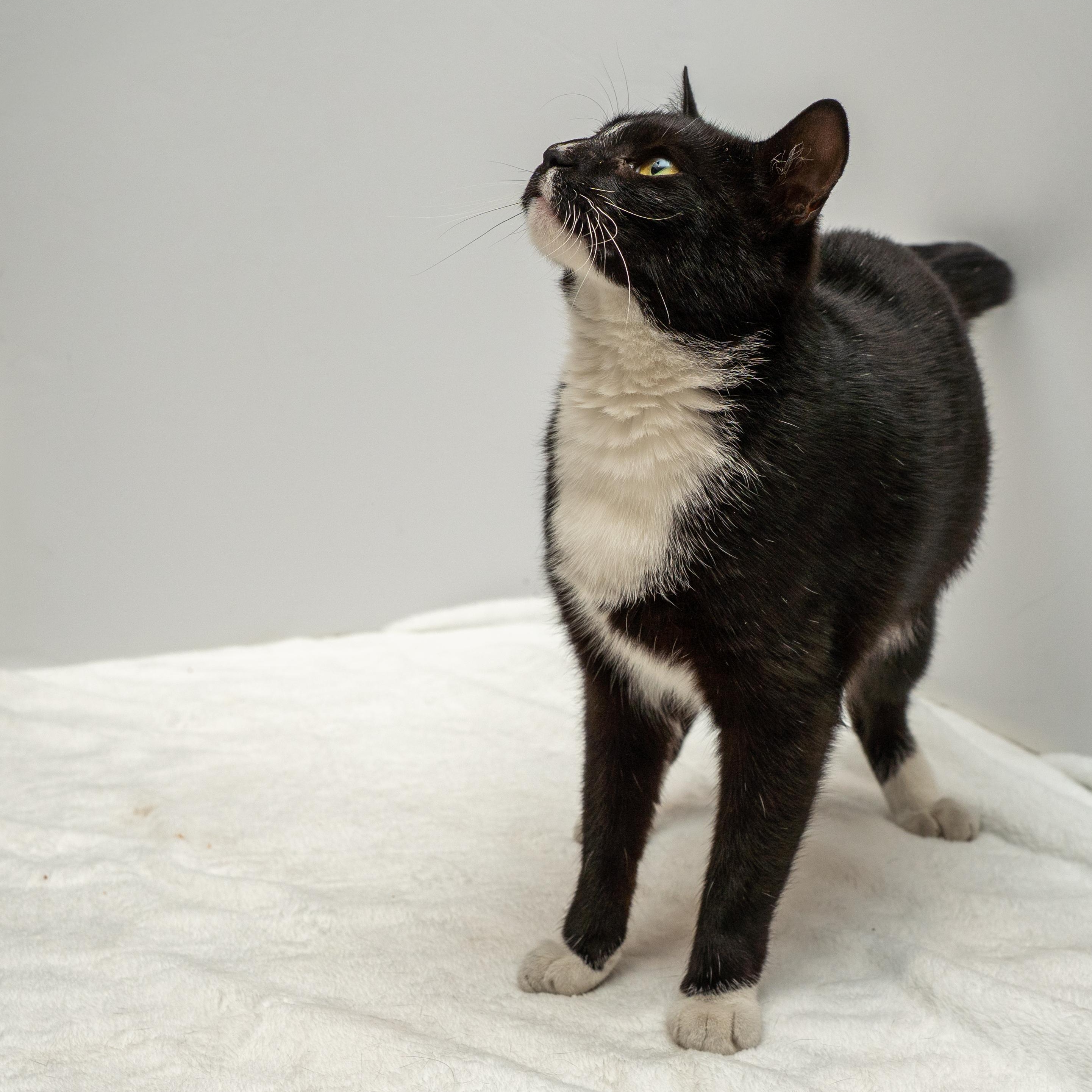 Enlarge Bella, a ADOPTABLE Tuxedo in Bloomfield, NJ image 4/5