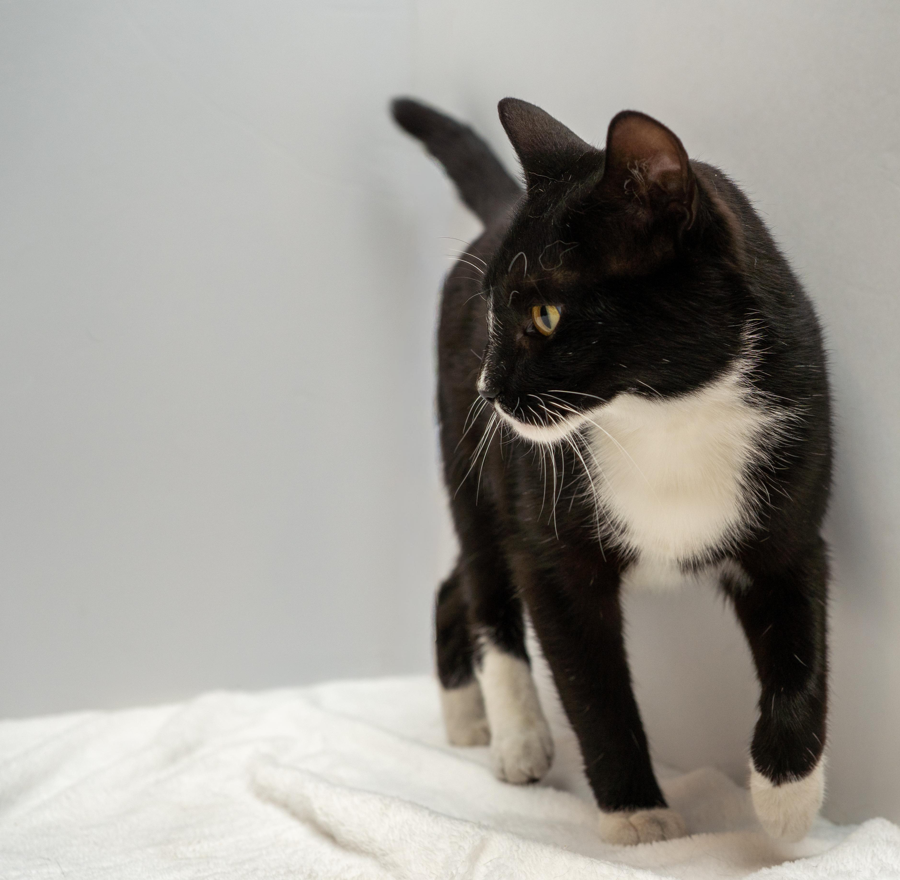 Enlarge Bella, a ADOPTABLE Tuxedo in Bloomfield, NJ image 2/5