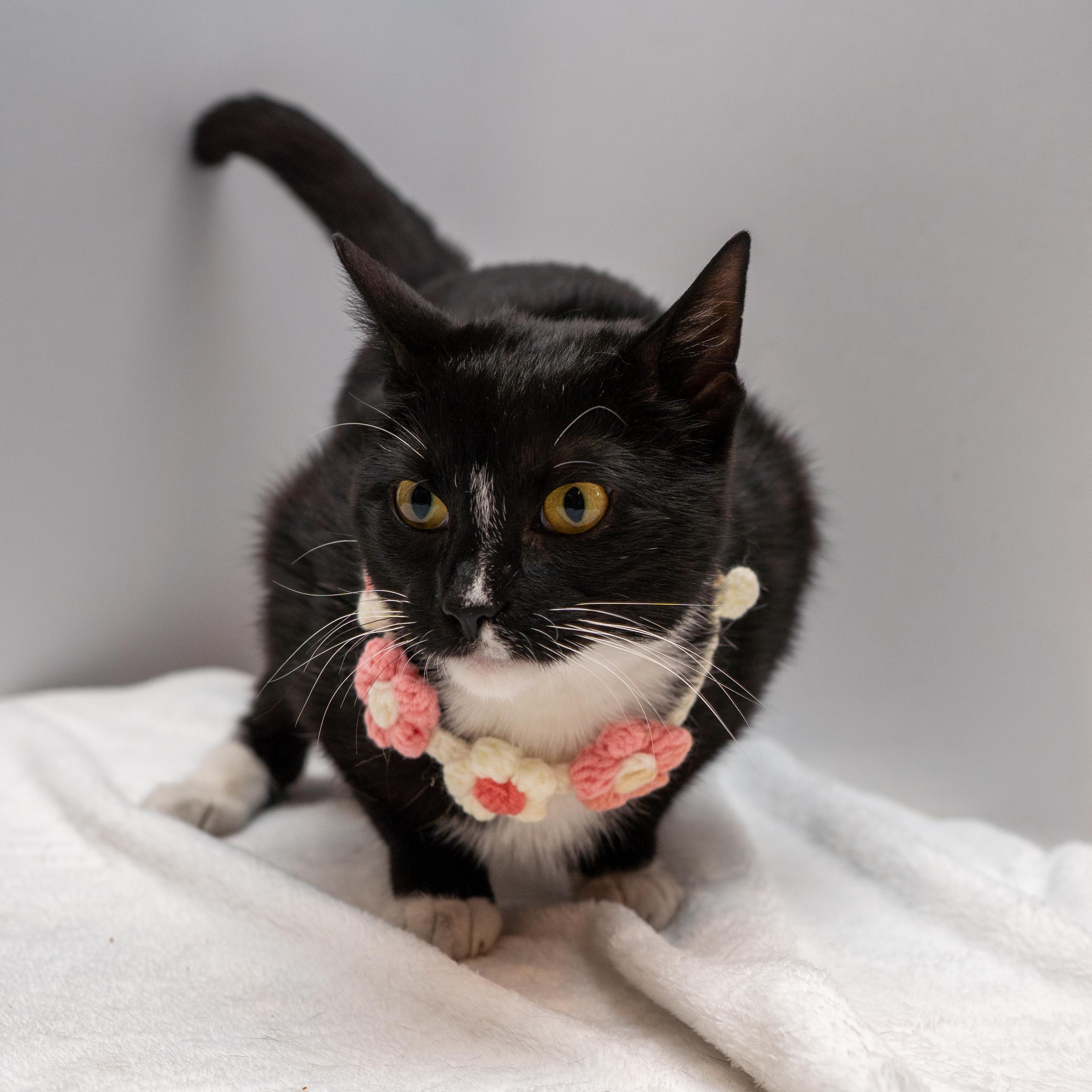 Enlarge Bella, a ADOPTABLE Tuxedo in Bloomfield, NJ image 5/5