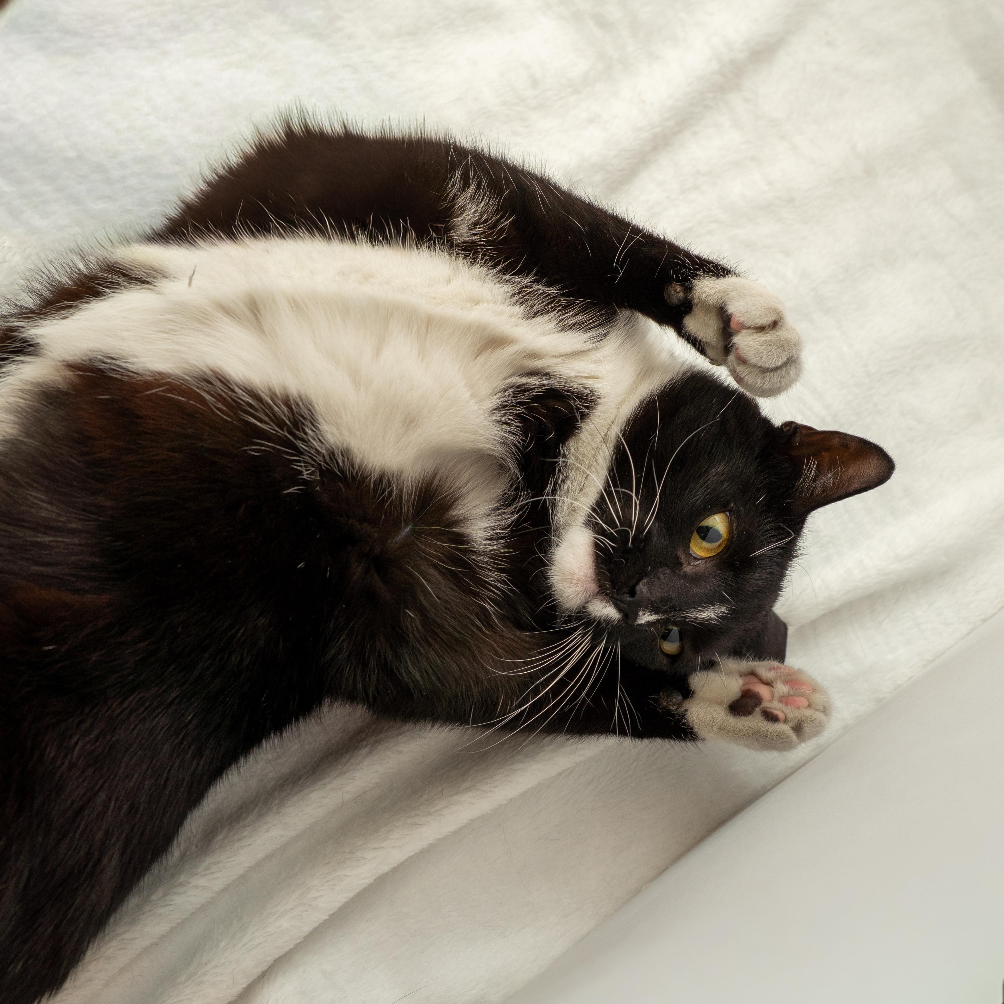Enlarge Bella, a ADOPTABLE Tuxedo in Bloomfield, NJ image 3/5