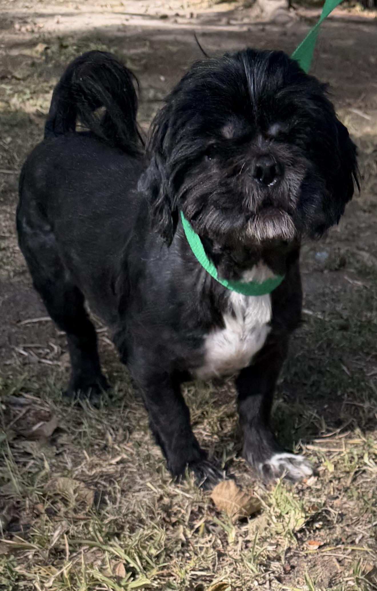 Enlarge Dot, a Adoptable mixed breed in Westerly, RI image 1/1