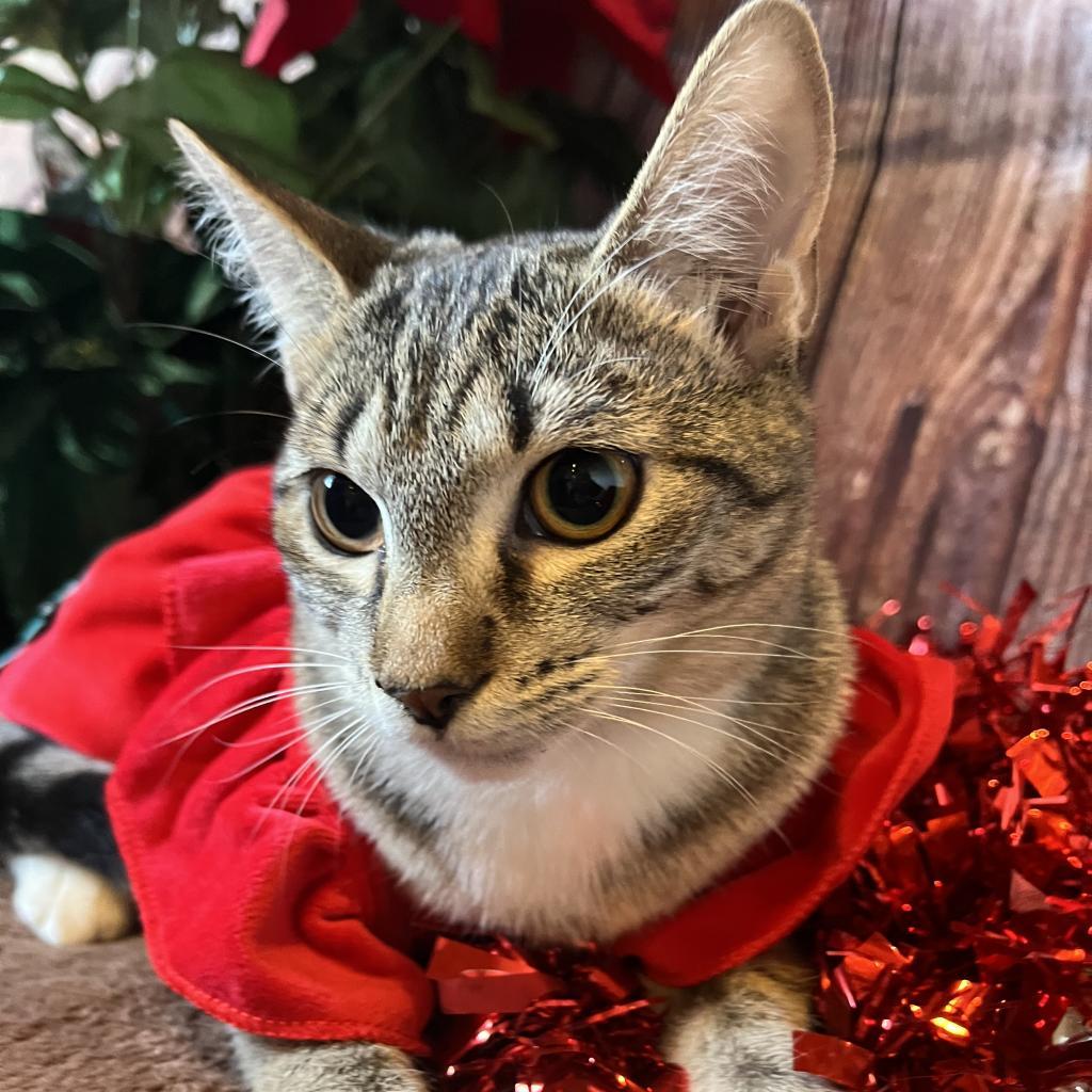 Phaedra, Adoptable, Adult Female Domestic Short Hair.