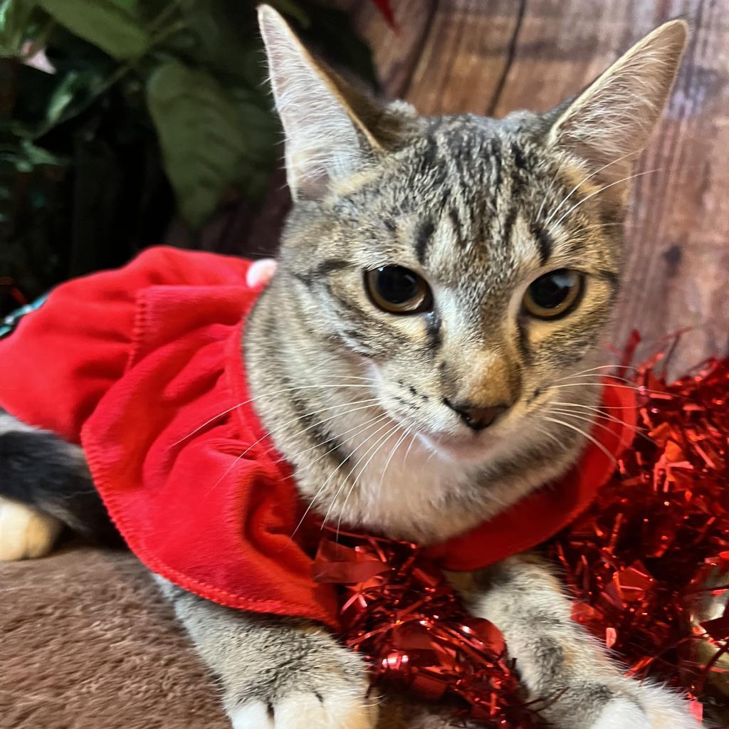 Phaedra, a Adoptable Domestic Short Hair in Lucedale, MS image 2/6