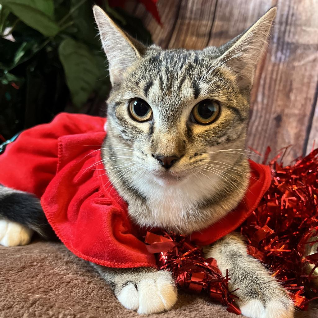 Phaedra, a Adoptable Domestic Short Hair in Lucedale, MS image 4/6