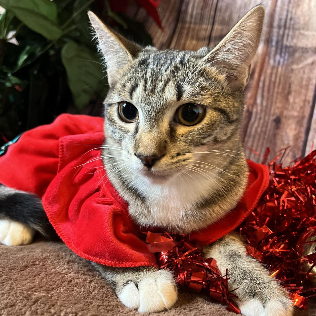 Phaedra, a Adoptable Domestic Short Hair in Lucedale, MS image 5/6