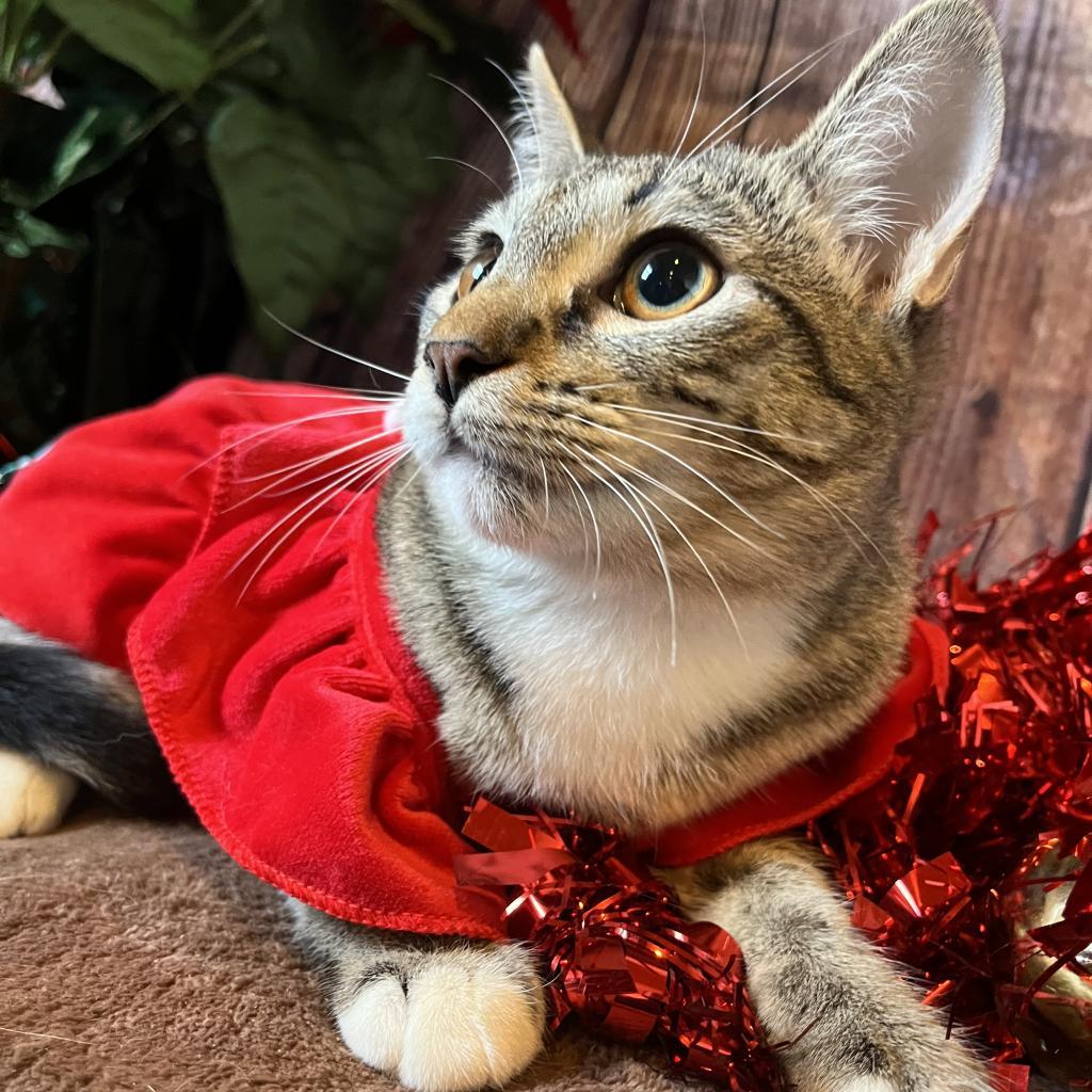 Phaedra, a Adoptable Domestic Short Hair in Lucedale, MS image 6/6