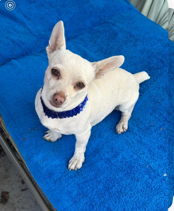 Enlarge Diamond, a Adopted Dachshund in Santa Rosa, CA image 1/2