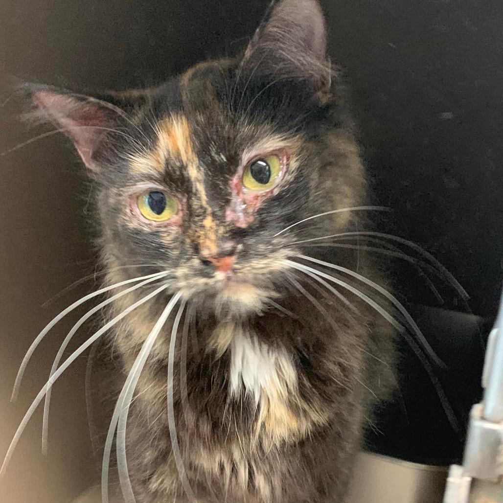 Maren, Adoptable, Young Female Domestic Medium Hair.