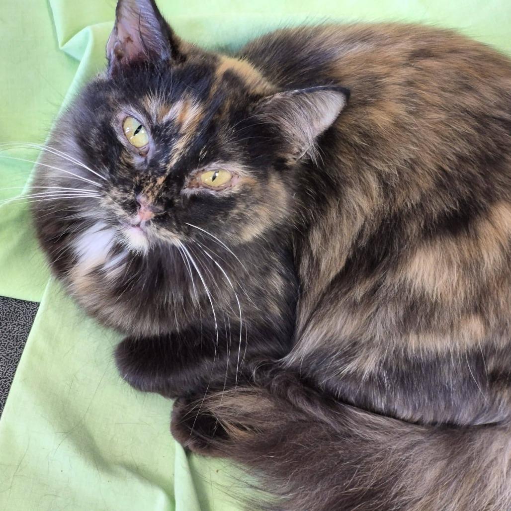 Enlarge Maren, a Adoptable Domestic Medium Hair in Cleveland, MS image 2/3