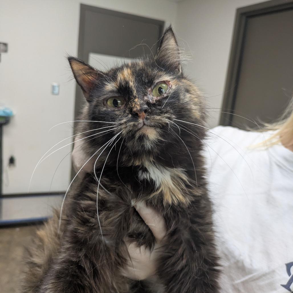 Enlarge Maren, a Adoptable Domestic Medium Hair in Cleveland, MS image 3/3