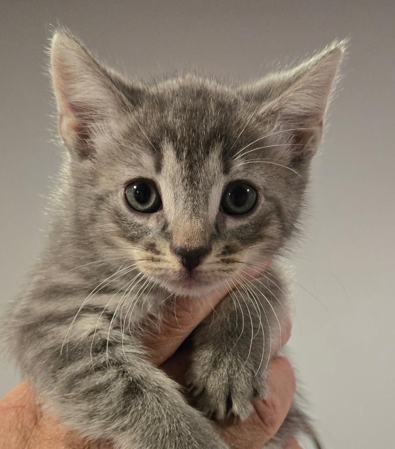 kittenページ Cats & Kittens for Adoption in Stanhope, NJ | Petfinder