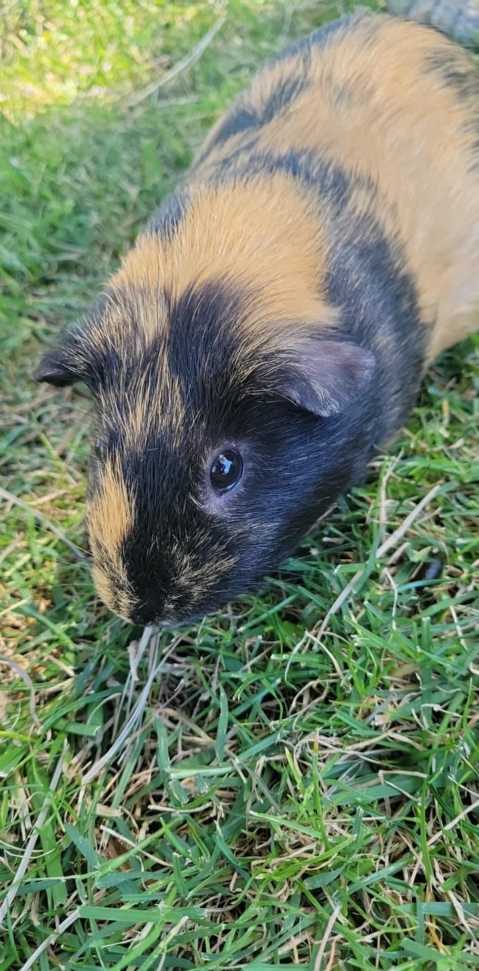 Mason, Adoptable, Young Male Guinea Pig.