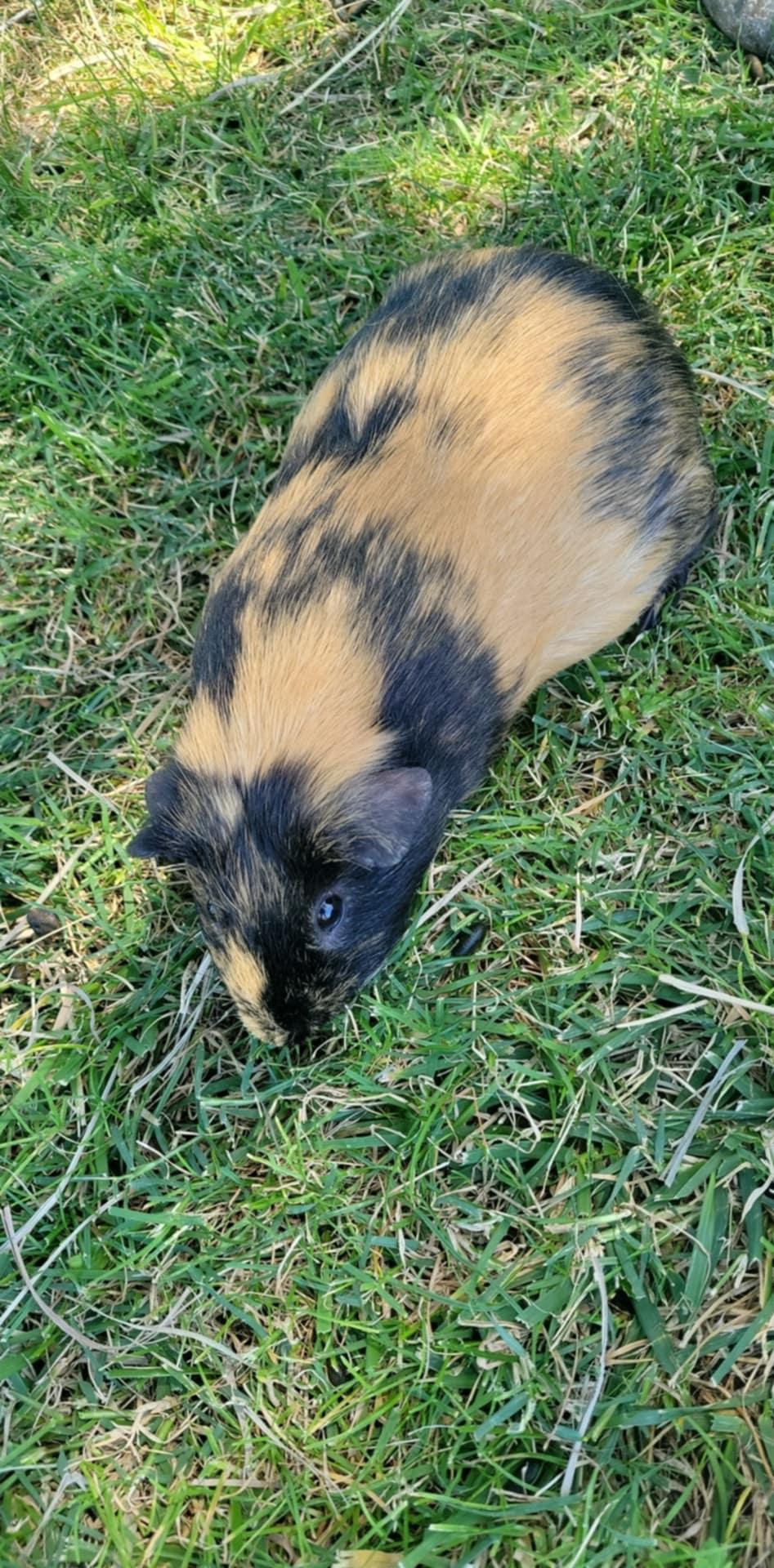 Mason, a Adoptable Guinea Pig in Oakley, CA image 2/2
