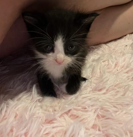 Papaya, Adoptable, Adult Male Domestic Short Hair.