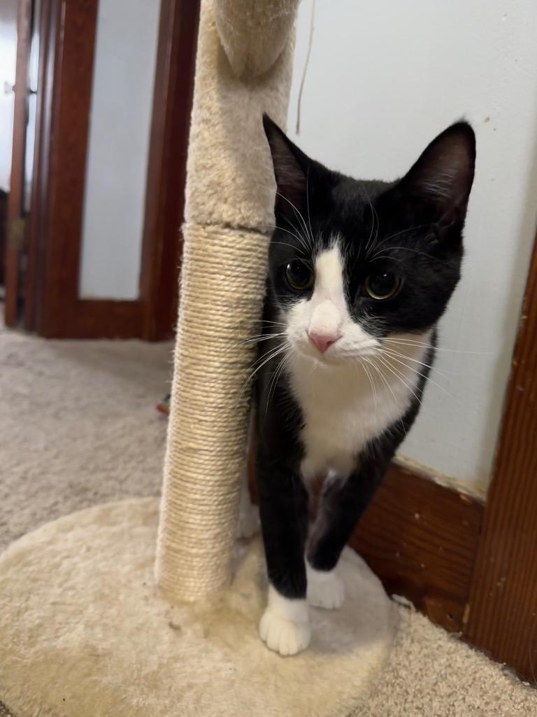 Papaya, Adoptable, Adult Male Domestic Short Hair.