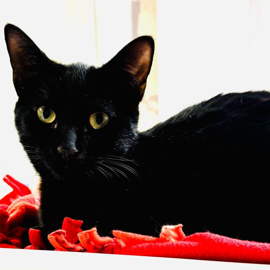 Lucinda, Adoptable, Young Female Domestic Short Hair.