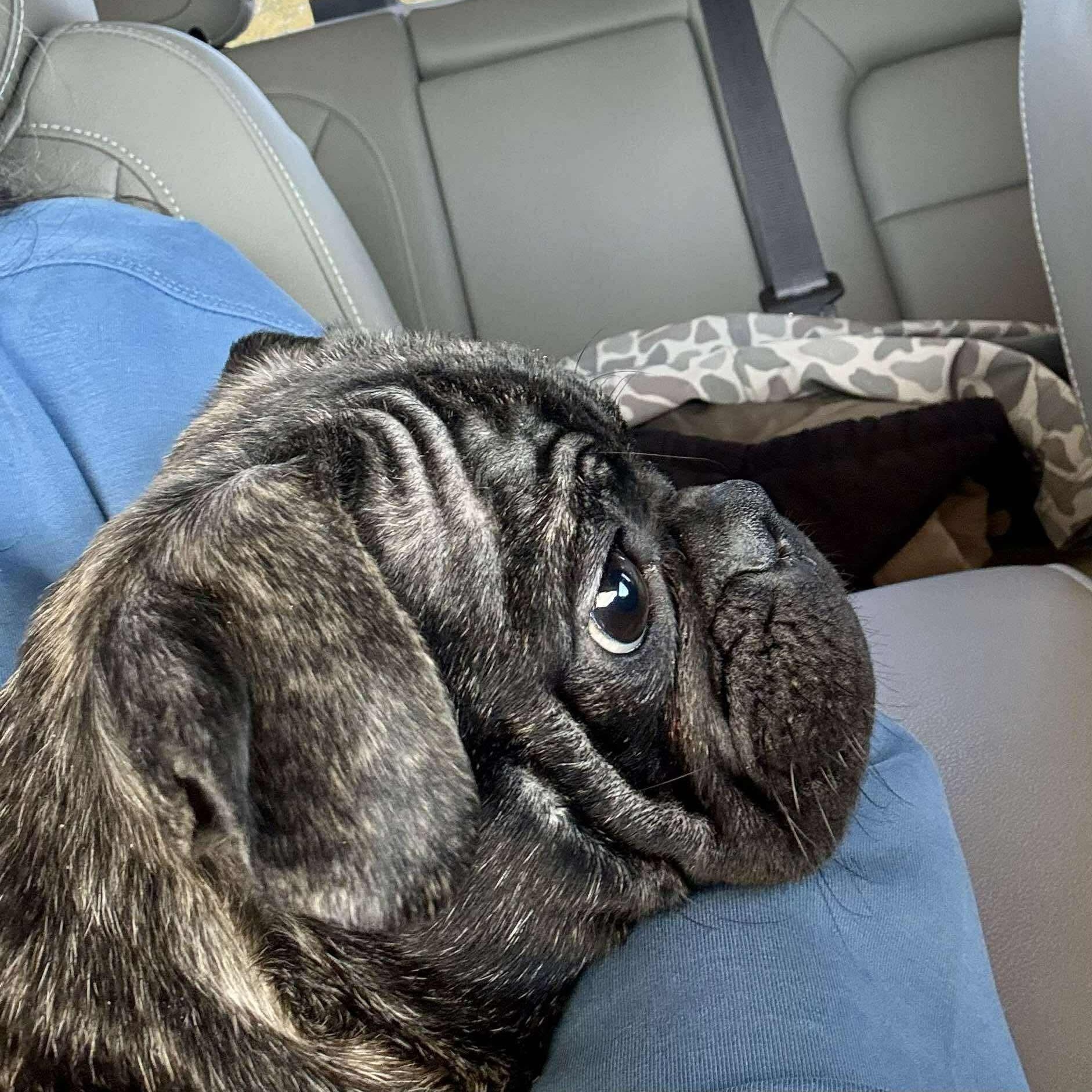 Enlarge Xavi, an adopted mixed breed in San Antonio, TX image 3/6