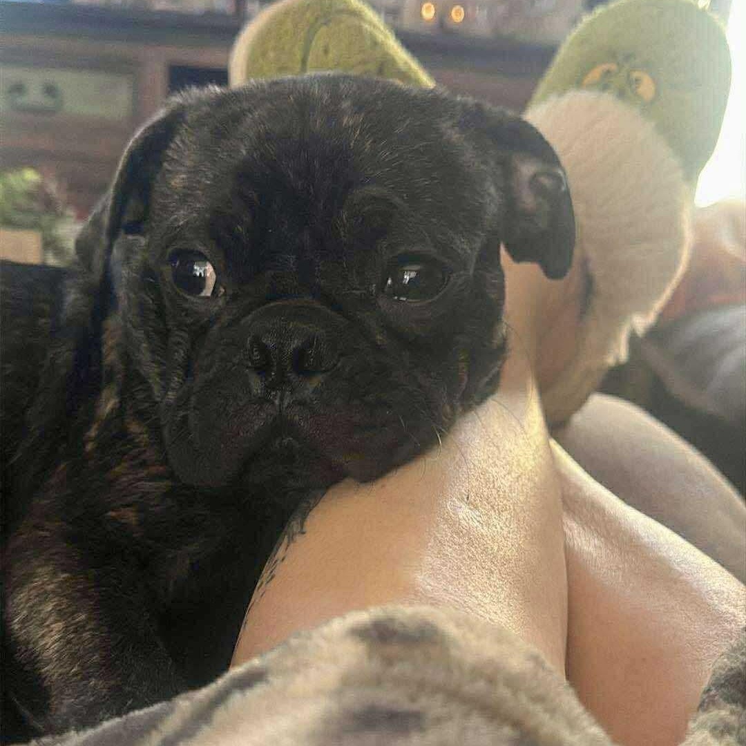 Enlarge Xavi, an adopted mixed breed in San Antonio, TX image 6/6