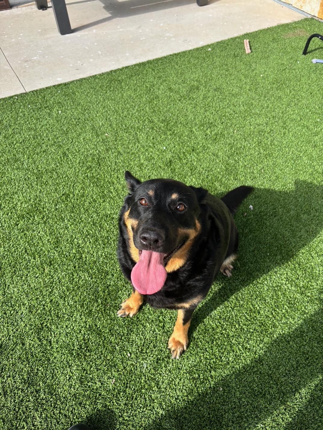 Enlarge Frida, a ADOPTABLE mixed breed in Sachse, TX image 2/2