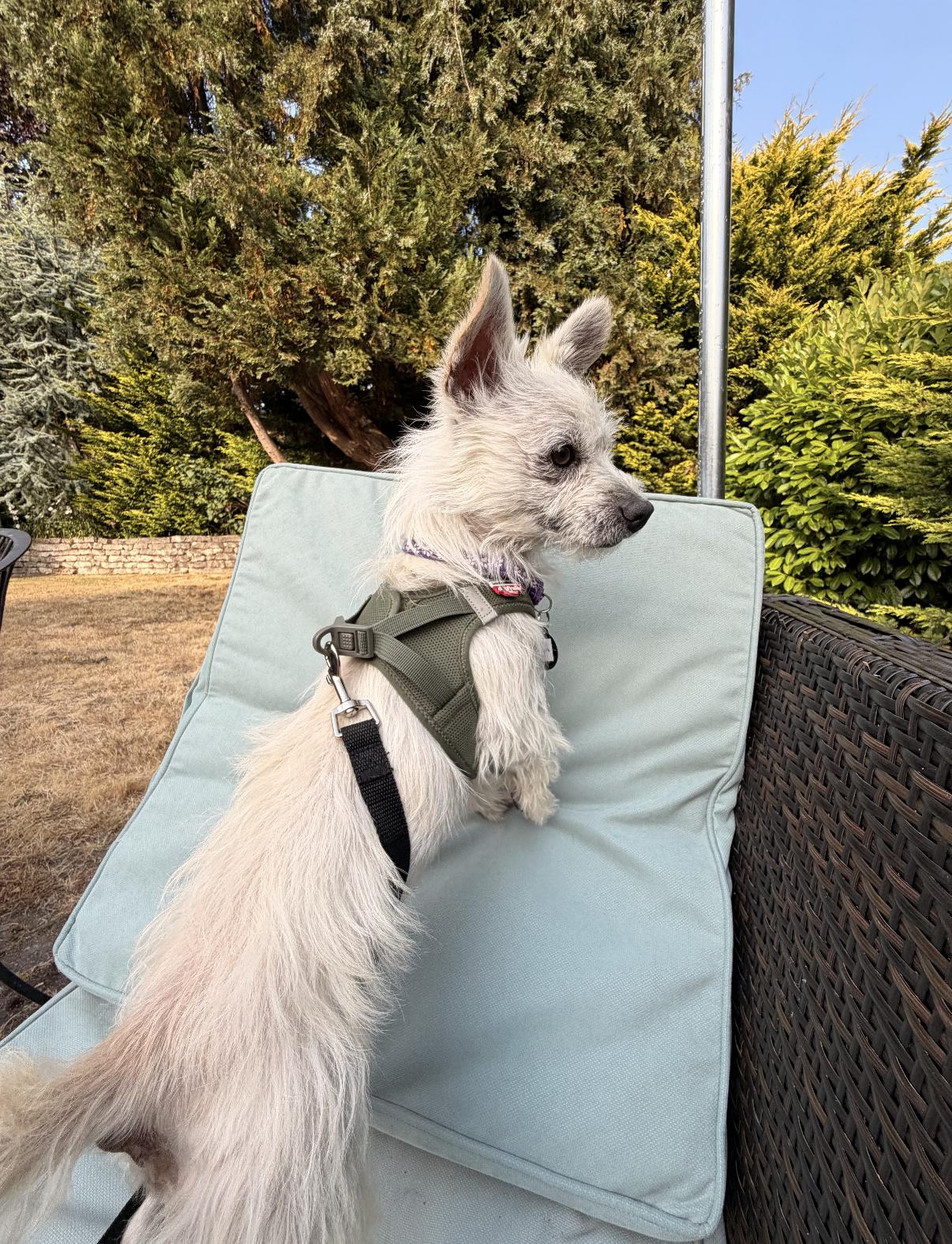 Enlarge Quark, a Adoptable mixed breed in Seattle, WA image 4/5