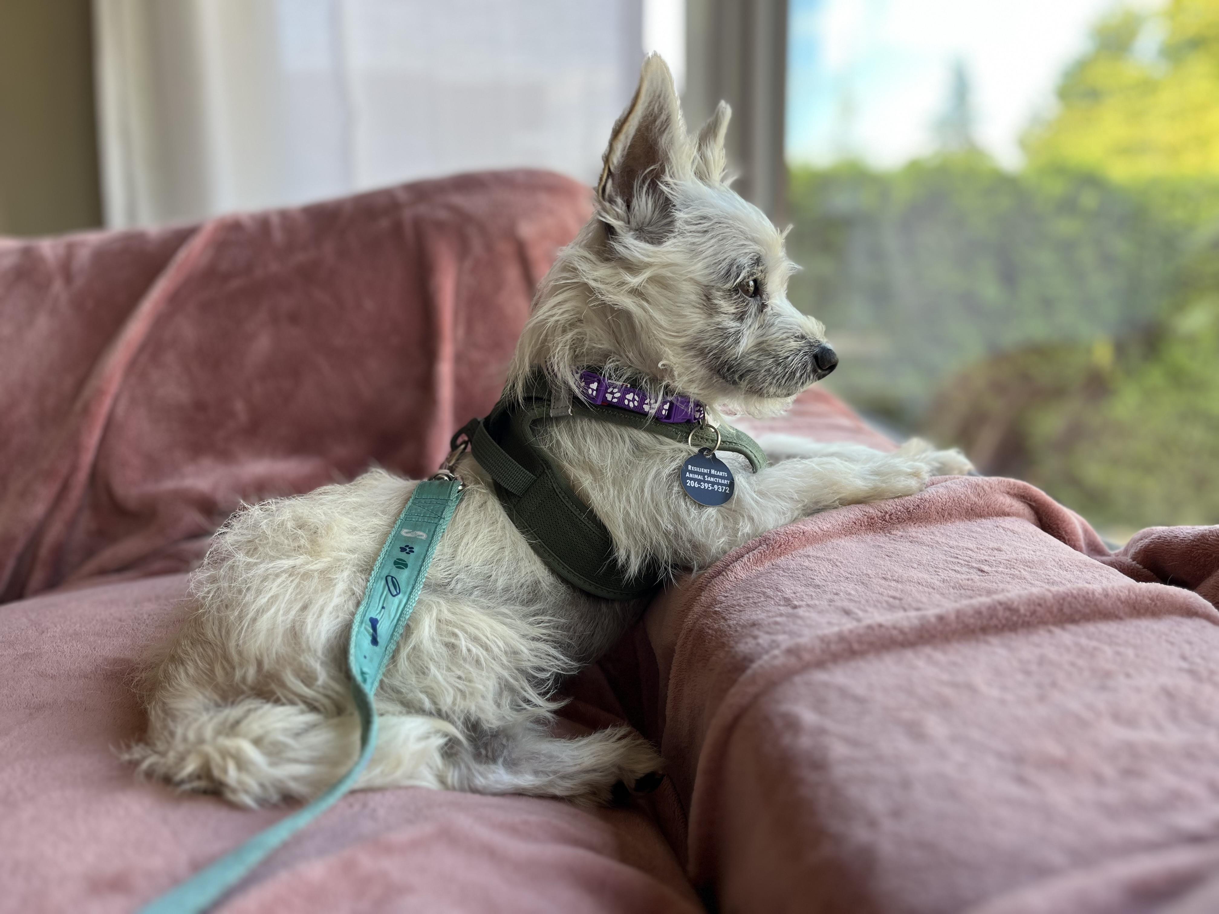 Enlarge Quark, a Adoptable mixed breed in Seattle, WA image 5/5