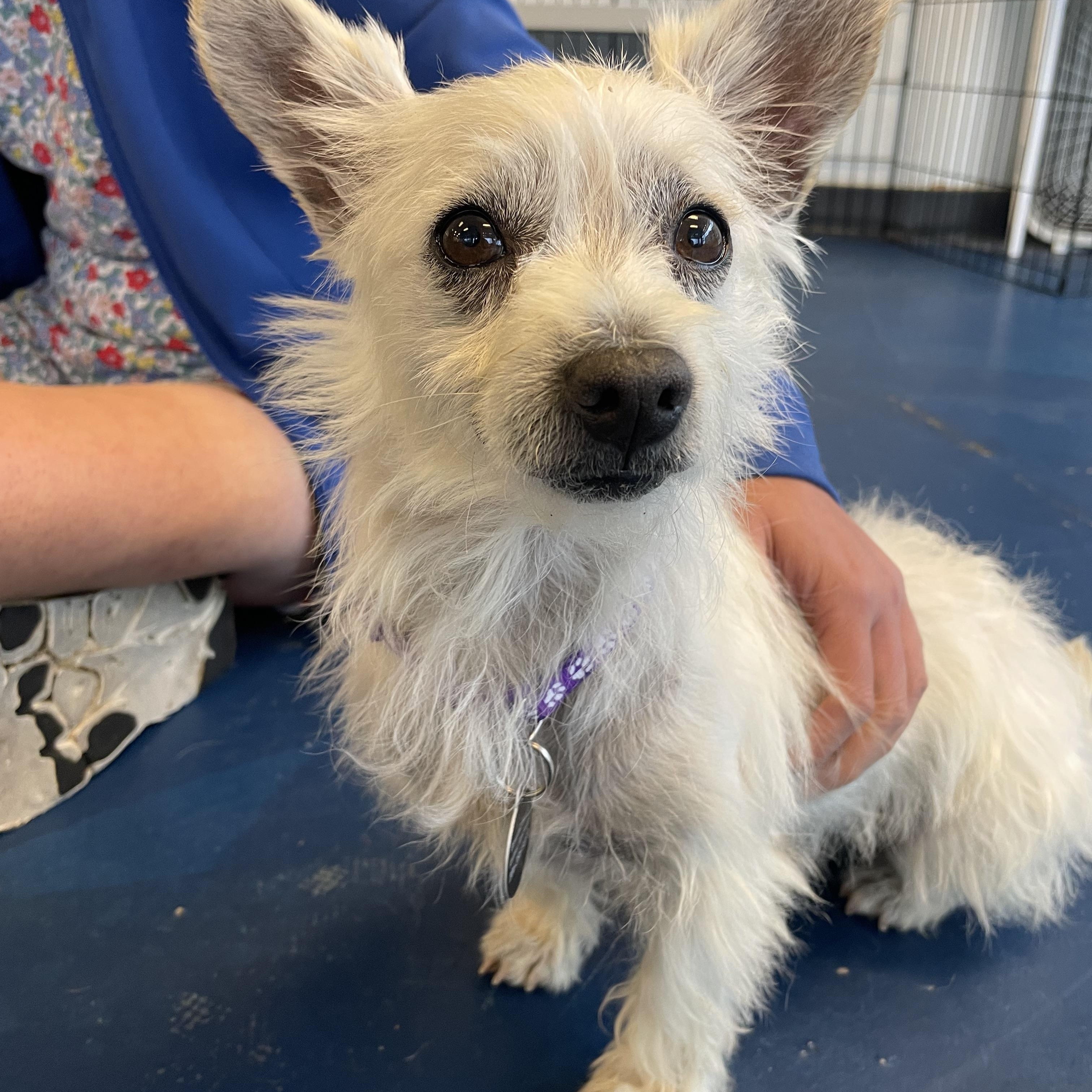 Enlarge Quark, a Adoptable mixed breed in Seattle, WA image 3/5
