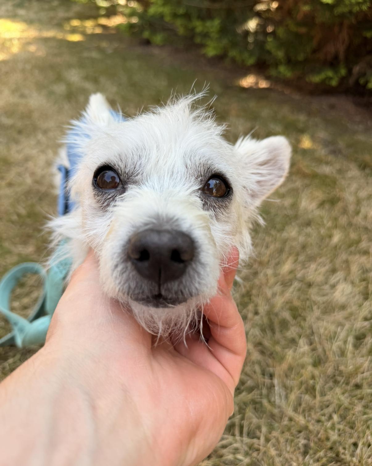 Enlarge Quark, a Adoptable mixed breed in Seattle, WA image 2/5