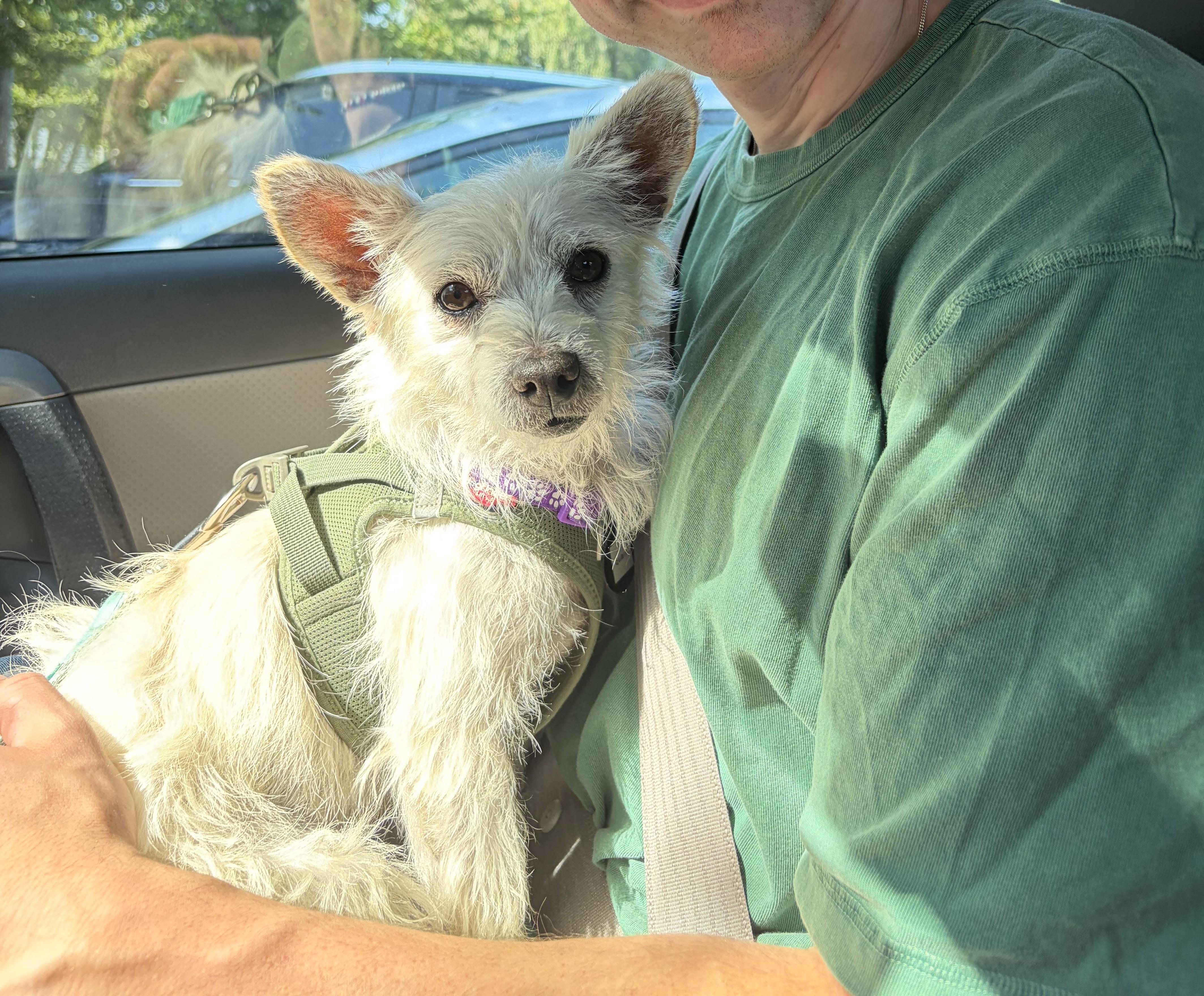 Enlarge Quark, a Adoptable mixed breed in Seattle, WA image 1/5
