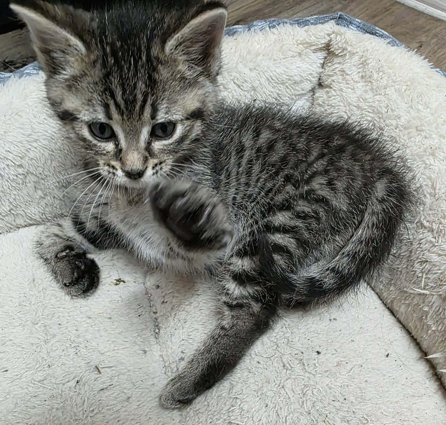 REO (8wk M), Adoptable, Kitten Male Tabby.